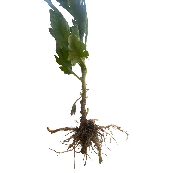 Set 5 x radacina crizantema ESCORD