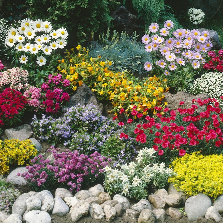 Évelő növény magok "Rock Garden"