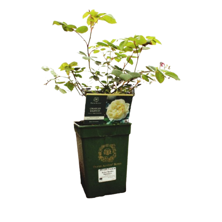 Növény virággal, Rose, Rose Charles Darwin clt 6 40/50, Planta Terra