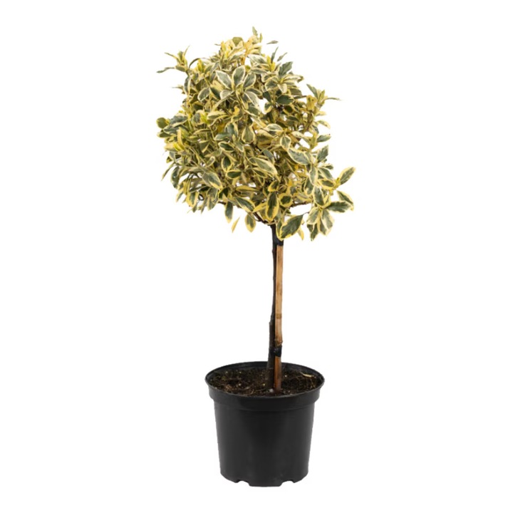 Arbust ornamental, Euonymus Japonicus Bravo, pe picior 1/2, Planta Terra