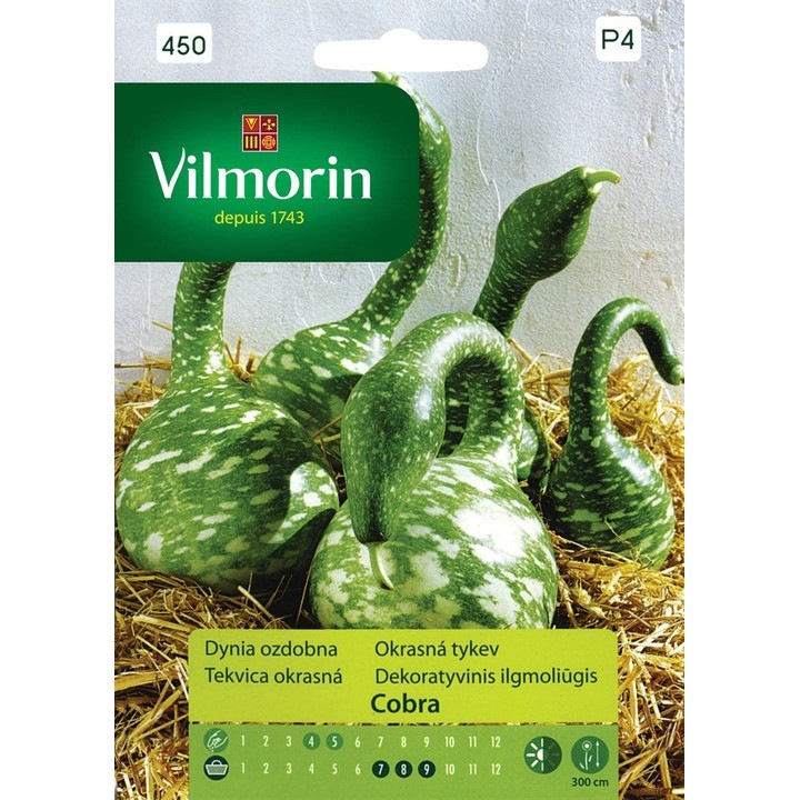 Dísztökmag Cobra, Vilmorin, 6 db, zöld foltos, nap, IV-V