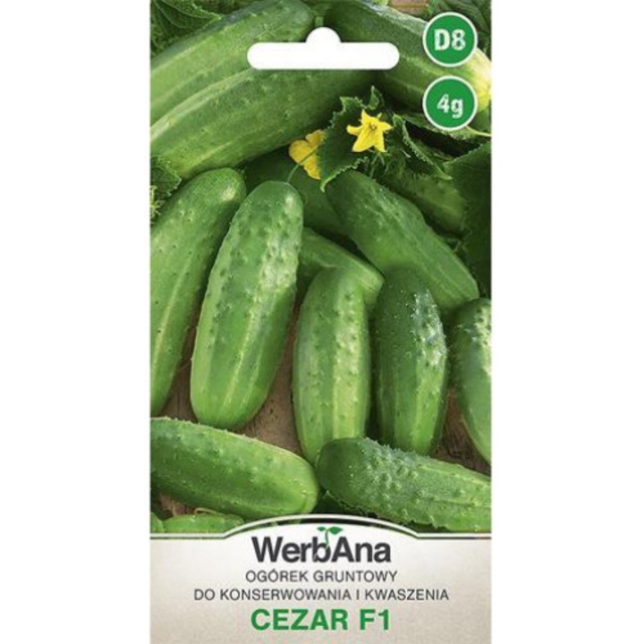 Seminte de gradina, Seminte de castraveti Cezar F1, WegAna, rezistente la boli, 4g, calitate superioara, seminte premium, seminte de top