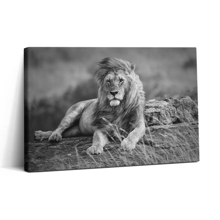 Tablou Canvas, Wallfluent, Leu animal maiestuos, Gri, 30x20 cm, 010030010150000074599