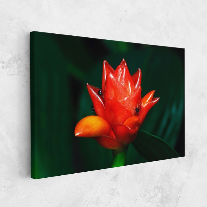 Tablou Canvas, 30x40 cm, Dormitor Si Living, Flori, Flori Exotice, Cool Orange Exotic