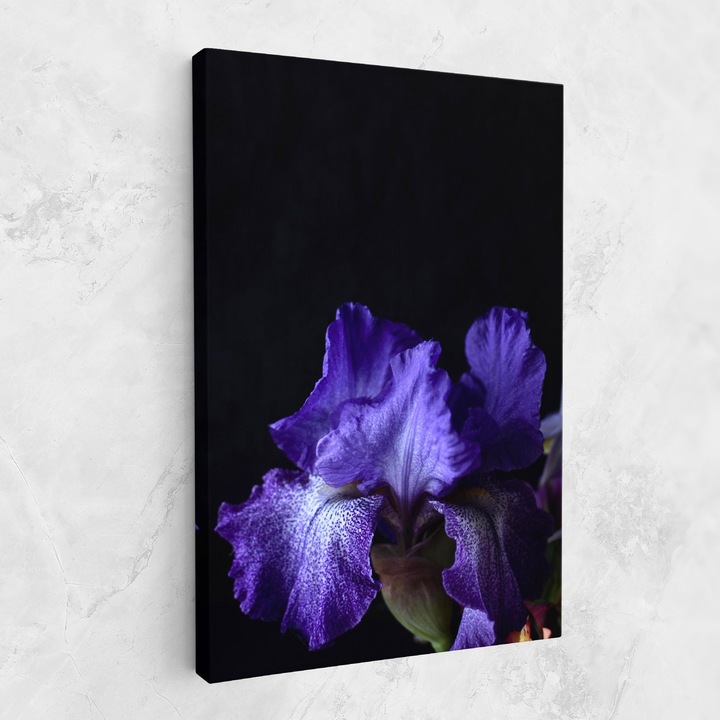 Tablou Canvas, 40x60 cm, Dormitor si Living, Flori, Iris, Dark Purple Iris On Black