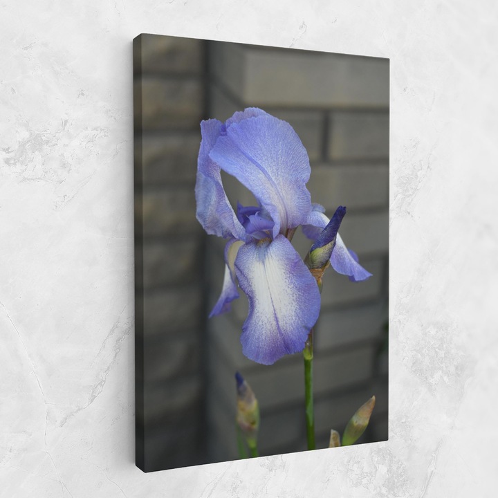 Tablou Canvas, 80x120 cm, Dormitor Si Living, Flori, Iris, Purple Iris On Gray