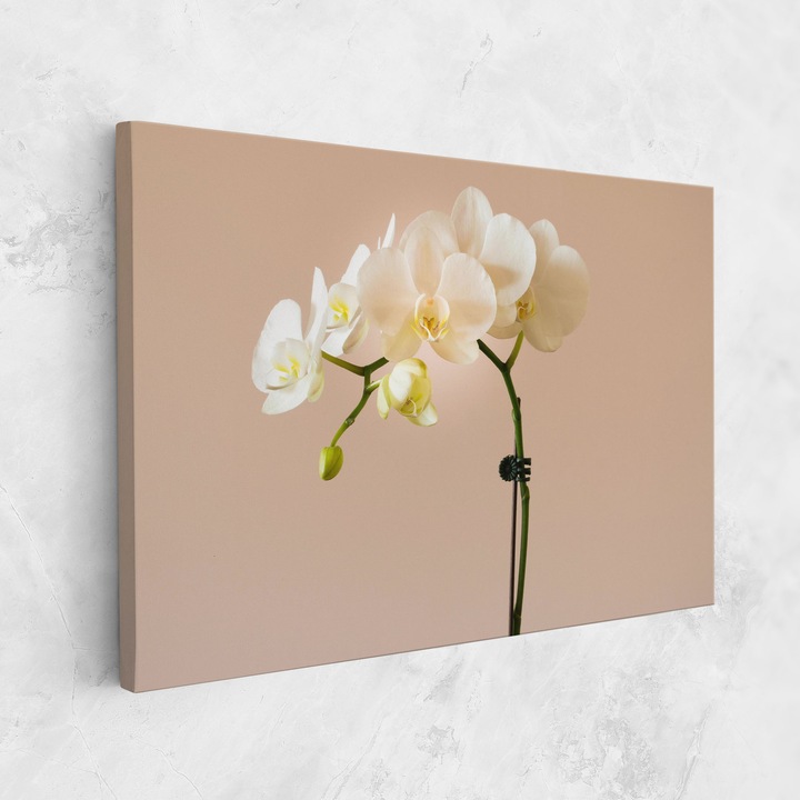 Картина на платно, ARTHUB, 80x120 cm | Спалня и Дневна, Цветя, Орхидеи, Cream Orchid On Pink