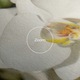 Tablou Canvas, 50x70 cm, Dormitor si Living, Flori, Orhidee, Big Orchids In Nature