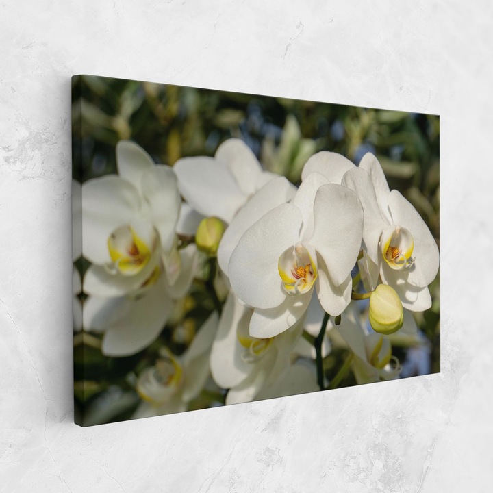 Tablou Canvas, 50x70 cm, Dormitor si Living, Flori, Orhidee, Big Orchids In Nature