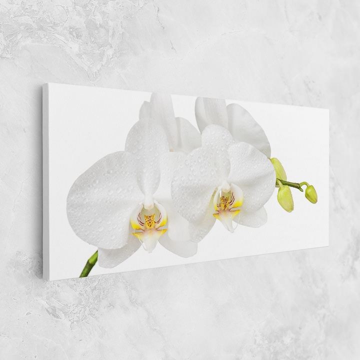 Картина на платно, ARTHUB, 60x120 cm | Спалня и Дневна, Цветя, Орхидеи, Orchids On White
