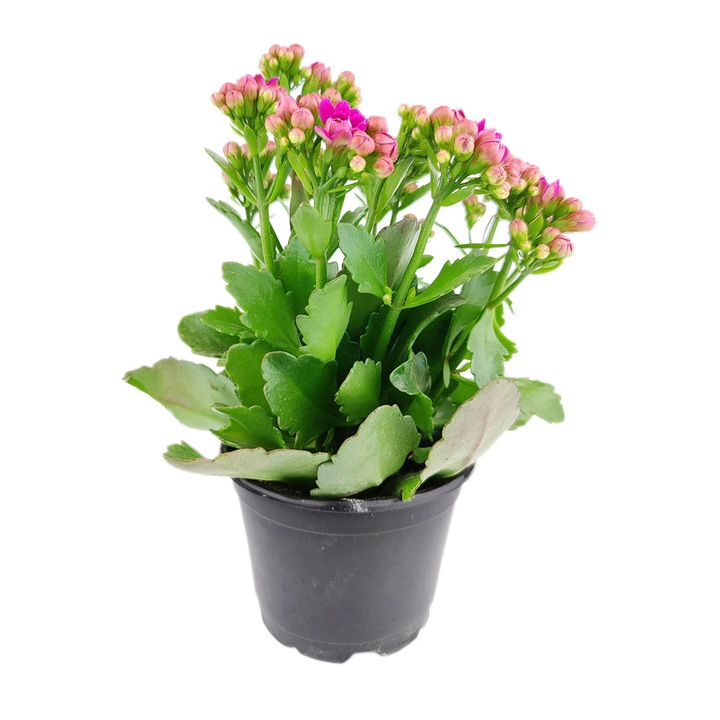 Planta Roz Planta naturala in ghiveci, suculenta Kalanchoe roz, Ø ghiveci 15 cm, H ...