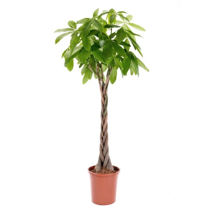 Естествено стайно растение Дракула, Pachira aquatica, H 155 см, Д 27 см