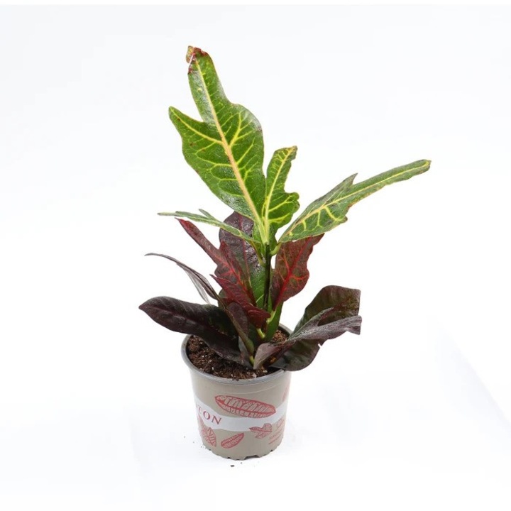 Естествено стайно растение Dracula, Codiaeum, H 40 cm, D 12 cm