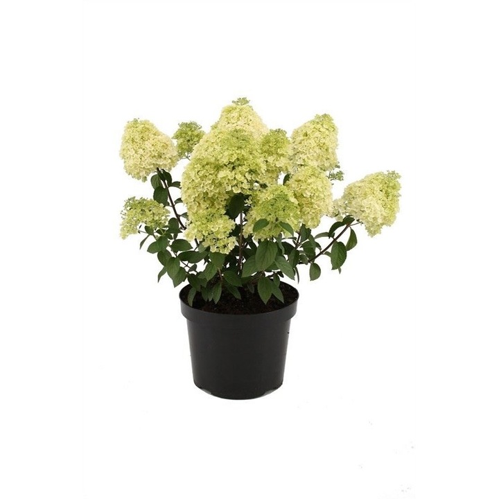 Декоративно растение хортензия - Hydrangea paniculata Bobo