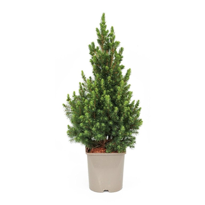 Planta decorativa, molid conic Picea Glauca Conica