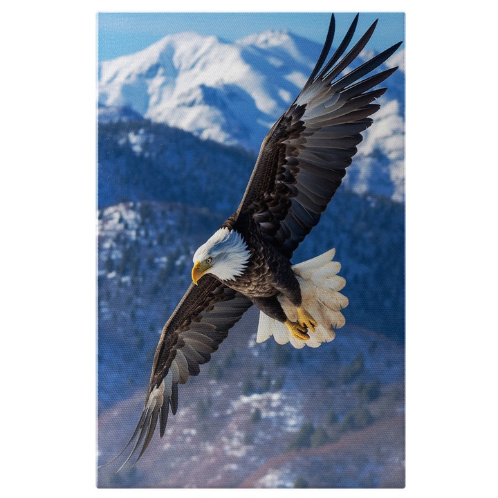 Tablou Canvas: Vultur plesuv la inaltime - in zbor munti zapada pasare pradatoare Pictura Digitala 60x40CM