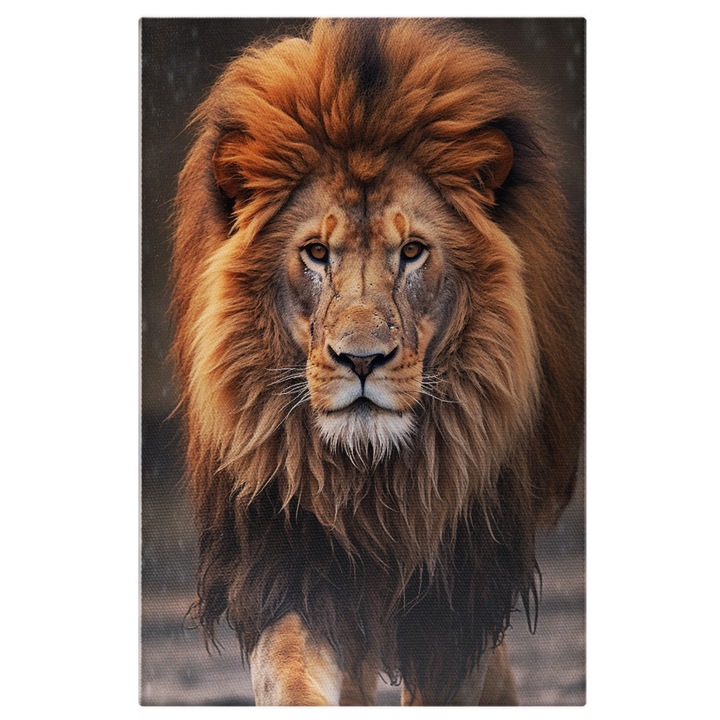 Tablou Canvas: Fotografie cu un leu in ploaie - animal salbatic feroce Pictura Digitala 60x40CM
