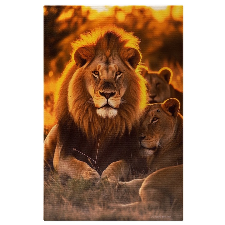 Tablou Canvas: Fotografie cu un leu si doua leoaice - salbaticie animale Pictura Digitala 90x60CM