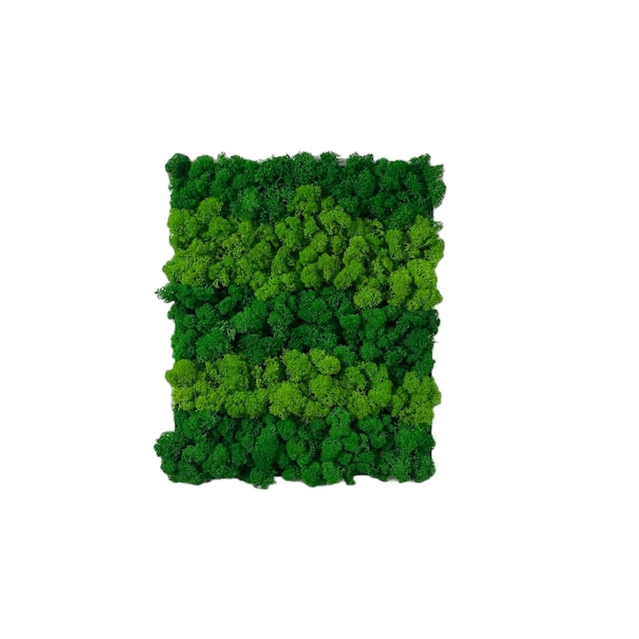 Tablou decorat cu licheni naturali stabilizati, culoare verde inchis/verde deschis, dimensiune 29x24, rama lemn alb