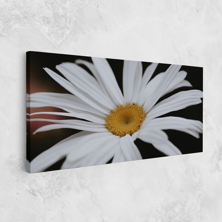 Картина на платно, ARTHUB, 40x80 cm | Спалня и Дневна, Цветя, Маргаритки, Big Daisy