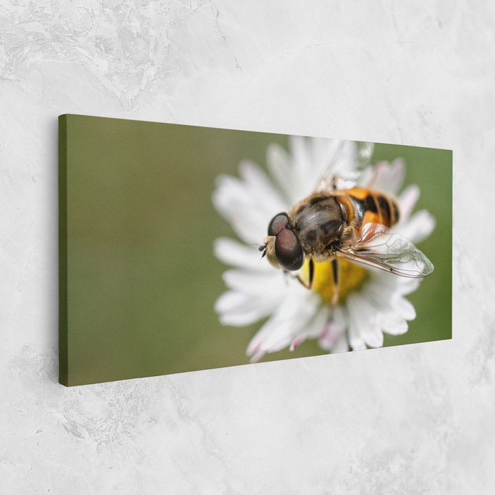 Картина на платно, ARTHUB, 40x80 cm | Спалня и Дневна, Цветя, Маргаритки, Bee On Small Daisy