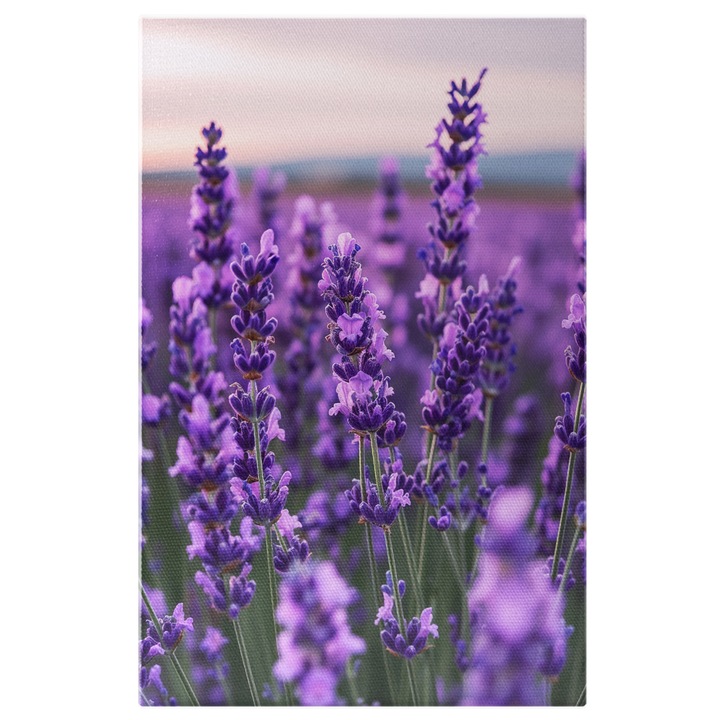 Tablou Canvas: Lavanda Inflorita Flori Mov Inalte Close Up Floral Mireasma Parfum Natura Pictura Digitala 70x50CM