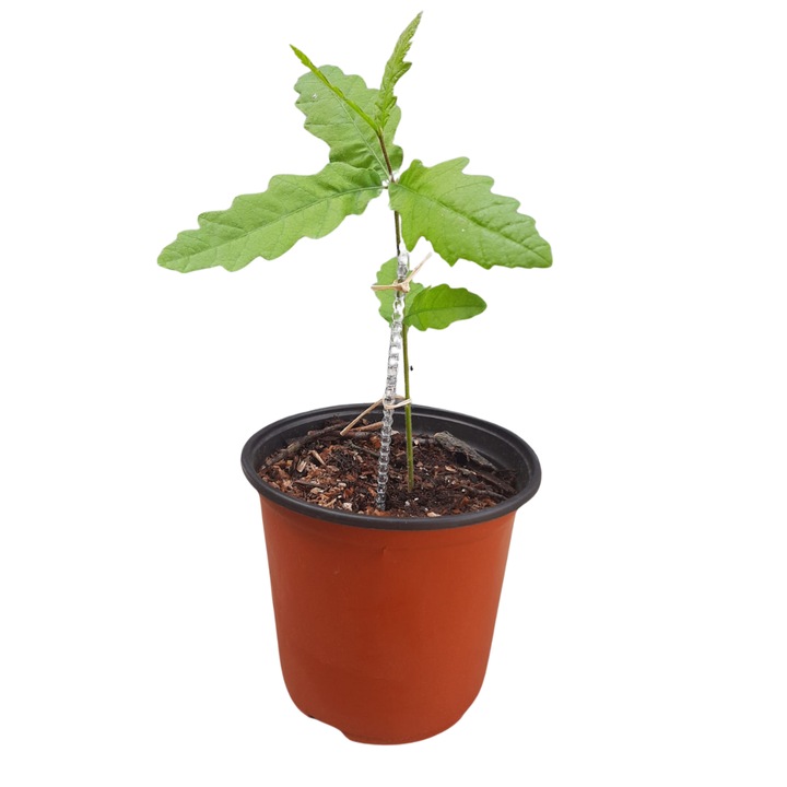 Дъб Quercus Robur, 2L саксия, H 15-25 cm