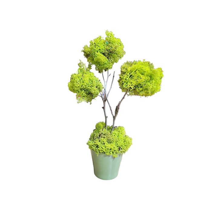 Copac licheni stabilizati, H 36 cm