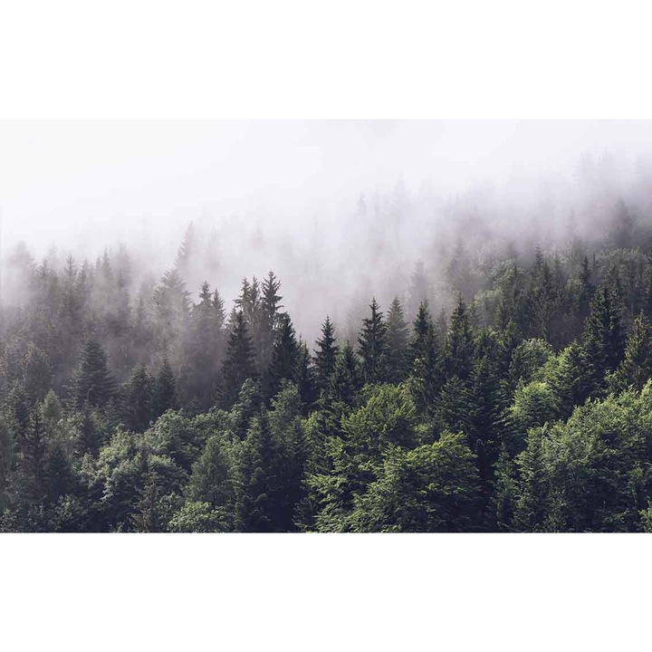 Fotótapéta, PoStar, #F003, bélés, 380x254 cm, Forest, tarka