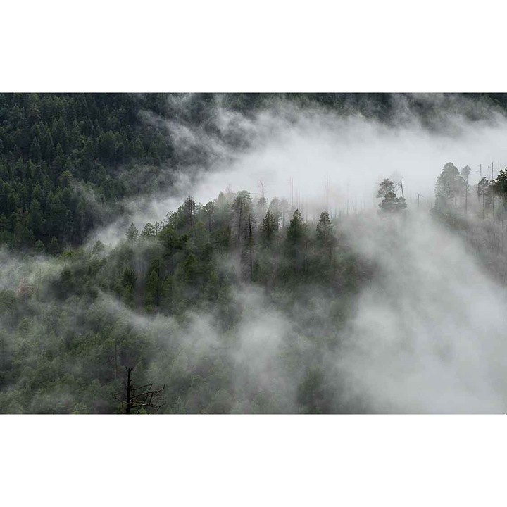 Fotótapéta, PoStar, #F004, bélés, 380x254 cm, Forest, tarka