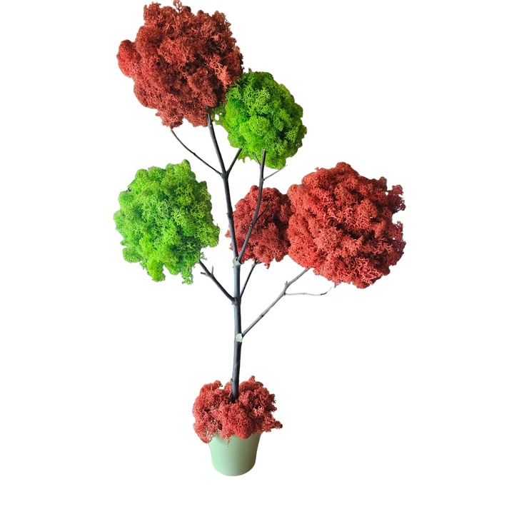 Copacel licheni stabilizati, inaltime 60 cm