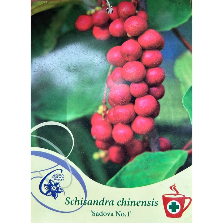 Planta Cataratoare, Schisandra Chinensis 'Sadova No1', ghiveci 2 litri
