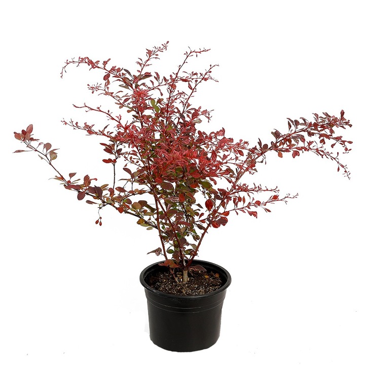 Dracila - Berberis thunbergii "Rose Glow"