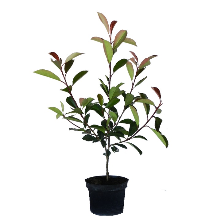 Photinia x fraseri "Red Robin"