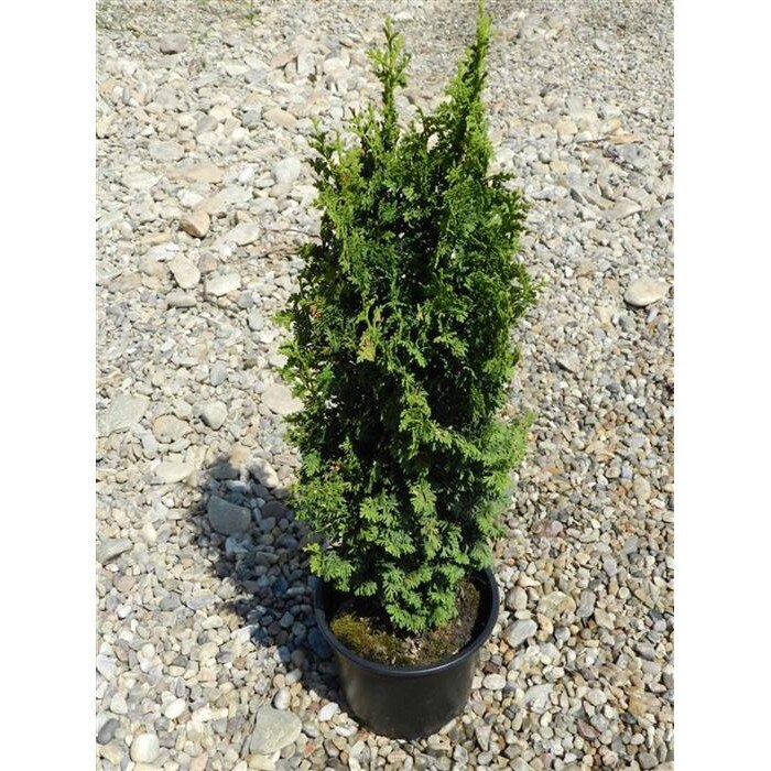 Tuia minispiral - Thuja occidentalis 