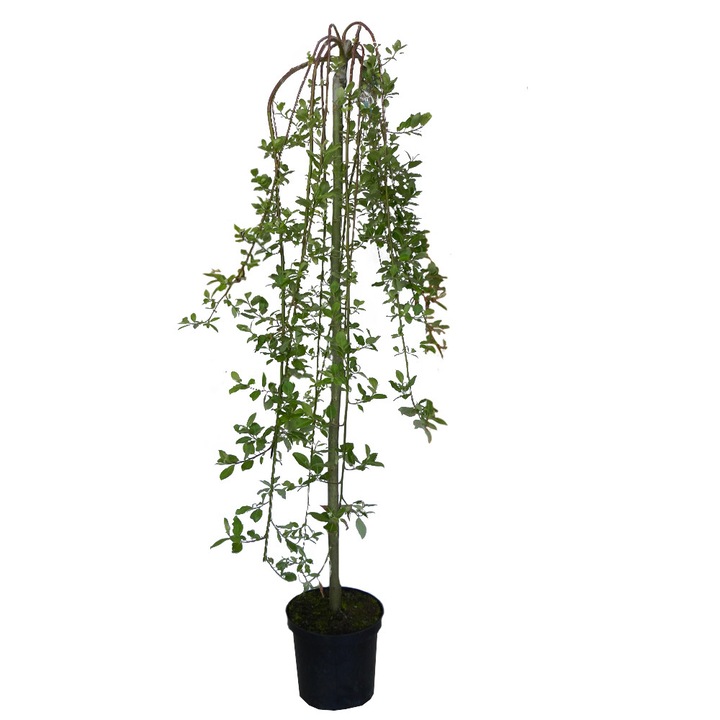 Salcie plangatoare - Salix caprea "Pendula"