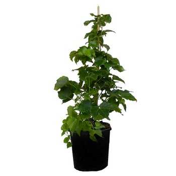 Vita japoneza - Parthenocissus tricuspidata  Vita japoneza - Parthenocissus tricuspidata