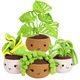 Set de crosetat pentru incepatori, Lecheng®, cu video pas cu pas, planta in ghiveci, Multicolor