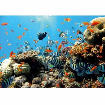 Fototapet Duplex Coral Reef 4-005, 2.54 m x 1.84 m Fototapet Duplex Coral Reef 4-005, 2.54 m x 1.84 m