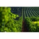 Vin Alb, Milazzo Terre Tardive I.G.P., 0.5 l