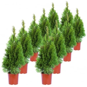 Растения в саксии