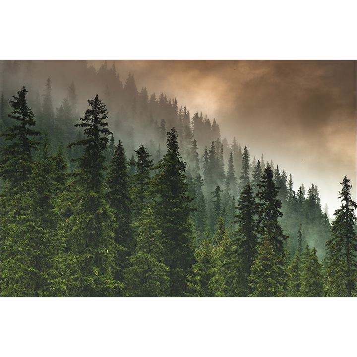 Fototapet Muralo, Cer Innorat, Peisaj De Padure, 90 cm x 60 cm Decor Dormitor