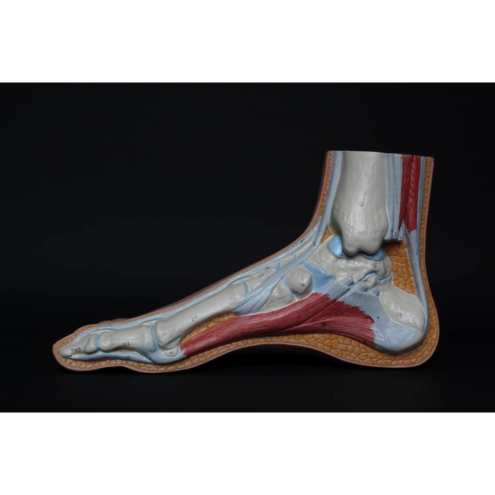 Tapet Premium Canvas, Abstract anatomie picior muschi oase, 120 x 180 cm