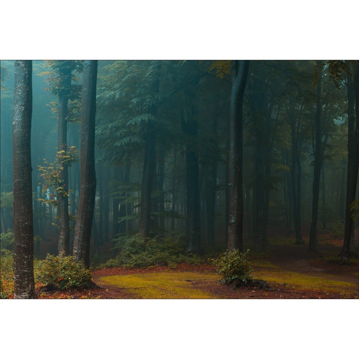 Fototapet Muralo, Padurea Intunecata, 315 cm x 210 cm Decor In Stil Natura Pentru Dormitor
