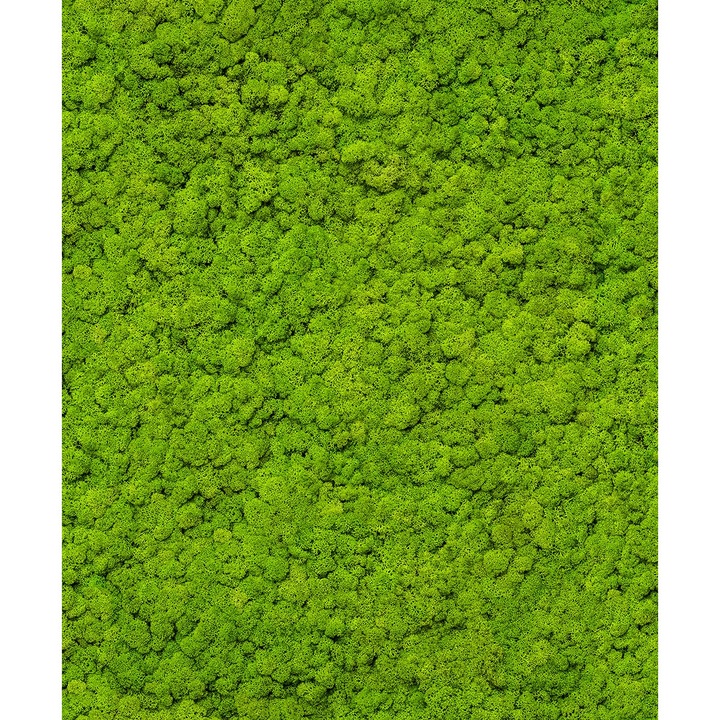 Tapet decorativ imitatie licheni extralavabil 34862 0.5m x 10m