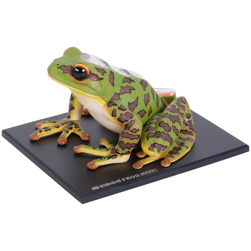 Jucarie educativa, figurina anatomica Mappy 4D Vision Animal - Broasca, 31 piese detasabile