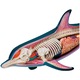 Jucarie educativa, figurina anatomica Mappy 4D Vision Animal - Delfin, 18 piese detasabile