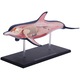 Jucarie educativa, figurina anatomica Mappy 4D Vision Animal - Delfin, 18 piese detasabile