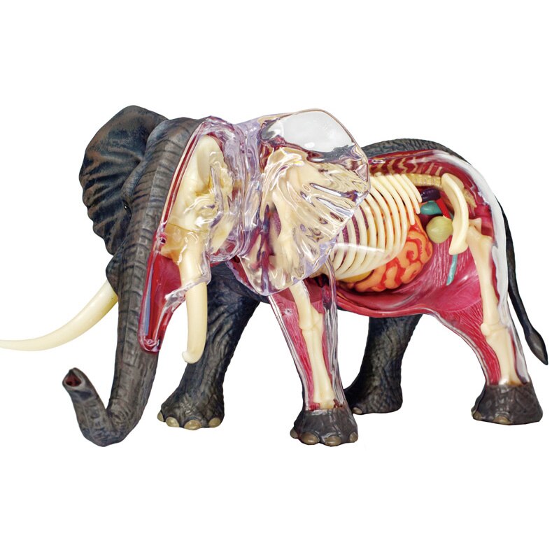 Jucarie educativa, figurina anatomica Mappy 4D Vision Animal - Elefant, 29 piese detasabile