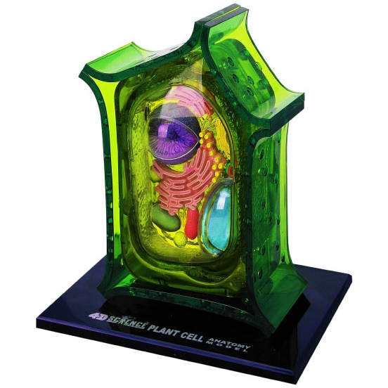 Jucarie educativa, figurina anatomica Mappy 4D Vision Science - Celula Vegetala, 26 piese detasabile